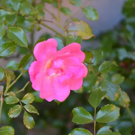 Orchidea Appartamento *